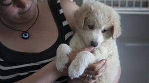 Dr. Jeff: Rocky Mountain Vet, Season 4 Episode 9 image