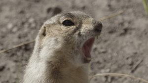 Prairie Dog Manor, Season 1 Episode 3 image