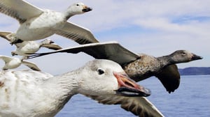 Houston Knights, Season 2 Episode 3 image