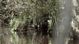 Apex Predator, Season 1 Episode 1 image