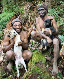 Nature - Dogs That Changed the World - Hunting dogs in Papua, New Guinea.