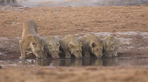 Planet Earth, Season 1 Episode 7 image