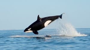 The Americas, Season 1 Episode 2 image