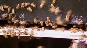 America's Heartland, Season 8 Episode 16 image