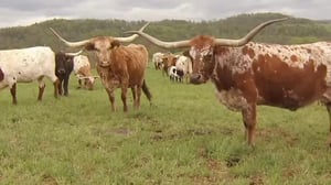 America's Heartland, Season 9 Episode 17 image