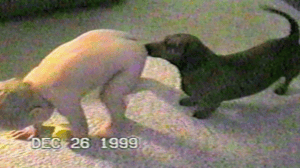 America's Funniest Home Videos, Season 15 Episode 1 image