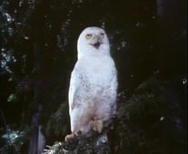 The Life and Times of Grizzly Adams, Season 2 Episode 13 image