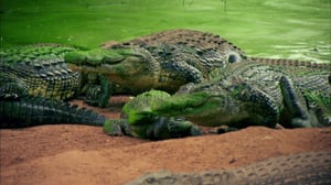 Operation Maneater, Season 1 Episode 3 image