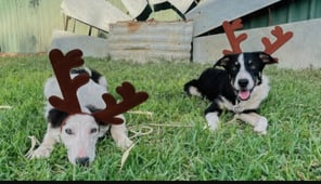 Muster Dogs, Season 2 Episode 3 image