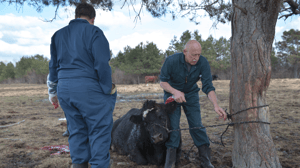 The Incredible Dr. Pol, Season 7 Episode 2 image