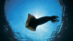 Nature, Season 24 Episode 4 image