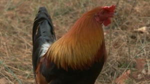 Backyard Oil, Season 1 Episode 2 image