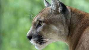 The Crocodile Hunter, Season 1 Episode 1 image