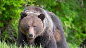 I Was Prey, Season 3 Episode 9 image