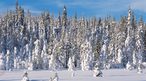 Planet Earth, Season 1 Episode 10 image