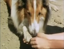Lassie, Season 19 Episode 22 image