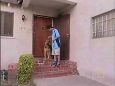 Dog Whisperer, Season 1 Episode 20 image