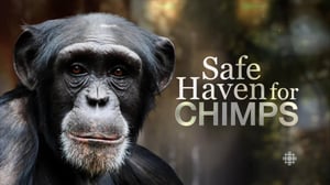 The Nature of Things, Season 54 Episode 17 image