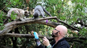 My Cat from Hell, Season 9 Episode 7 image