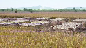 Flavorful Origins, Season 1 Episode 8 image