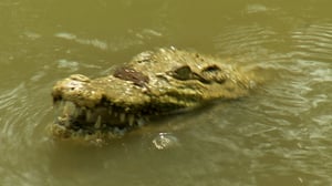 Monsterquest, Season 3 Episode 17 image