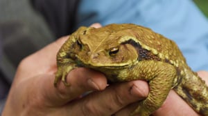 Brave Wilderness, Season 5 Episode 13 image