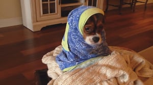 Animals Unleashed, Season 1 Episode 34 image