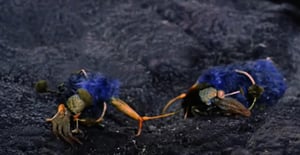 Star Trek, Season 2 Episode 7 image