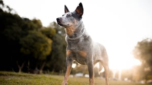 Breed All About It, Season 4 Episode 9 image