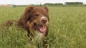 America's Heartland, Season 9 Episode 21 image