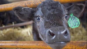 Dr. Dee: Alaska Vet, Season 2 Episode 4 image