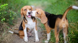 Breed All About It, Season 1 Episode 1 image