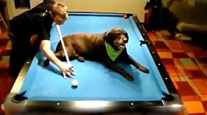 Science of Stupid, Season 5 Episode 20 image