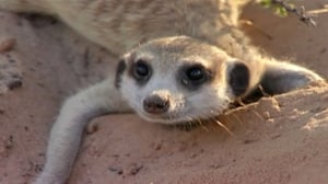 Meerkat Manor, Season 1 Episode 3 image