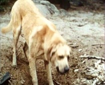 Lassie, Season 12 Episode 2 image