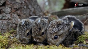 Terra Mater, Season 1 Episode 323 image