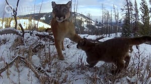 Nature, Season 37 Episode 3 image