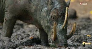 Terra Mater, Season 1 Episode 227 image