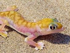 Extreme Africa, Season 1 Episode 4 image