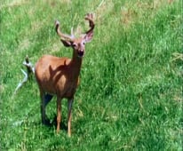 The Life and Times of Grizzly Adams, Season 2 Episode 17 image