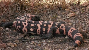 72 Dangerous Animals: Latin America, Season 1 Episode 4 image