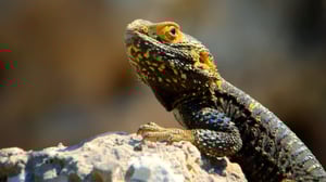 Earth Odyssey with Dylan Dreyer, Season 1 Episode 6 image