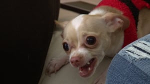 My Tiny Terror, Season 1 Episode 1 image