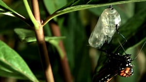 Terra Mater, Season 1 Episode 65 image