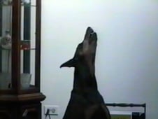 Funniest Pets & People, Season 1 Episode 4 image