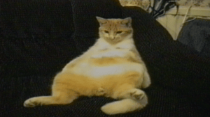 America's Funniest Home Videos, Season 15 Episode 9 image