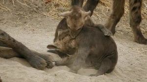 Savage Kingdom, Season 3 Episode 3 image