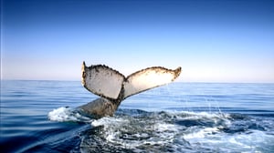 Journey with Dylan Dreyer, Season 1 Episode 22 image