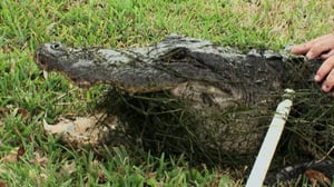 Gator Boys, Season 2 Episode 5 image