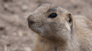 Prairie Dog Manor, Season 1 Episode 5 image